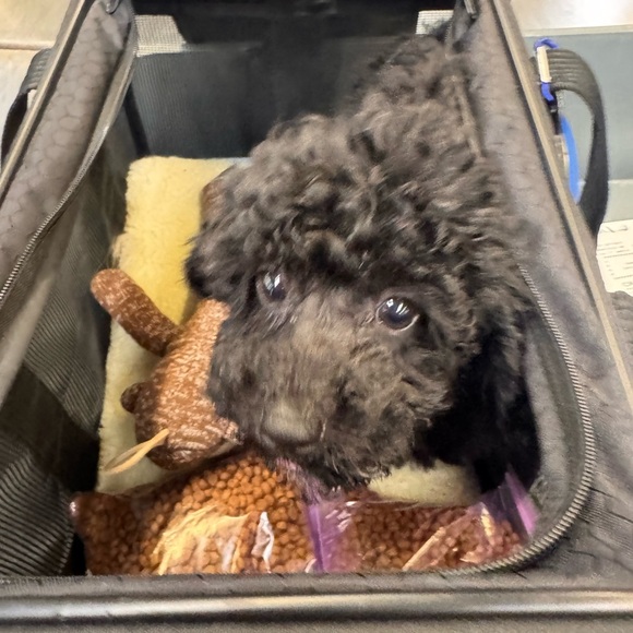 Meet your Posher, Brenda - Picture 3 of 12